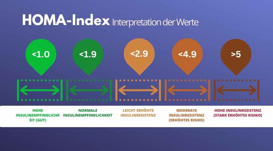 HOMA Index Interpretation Der Werte